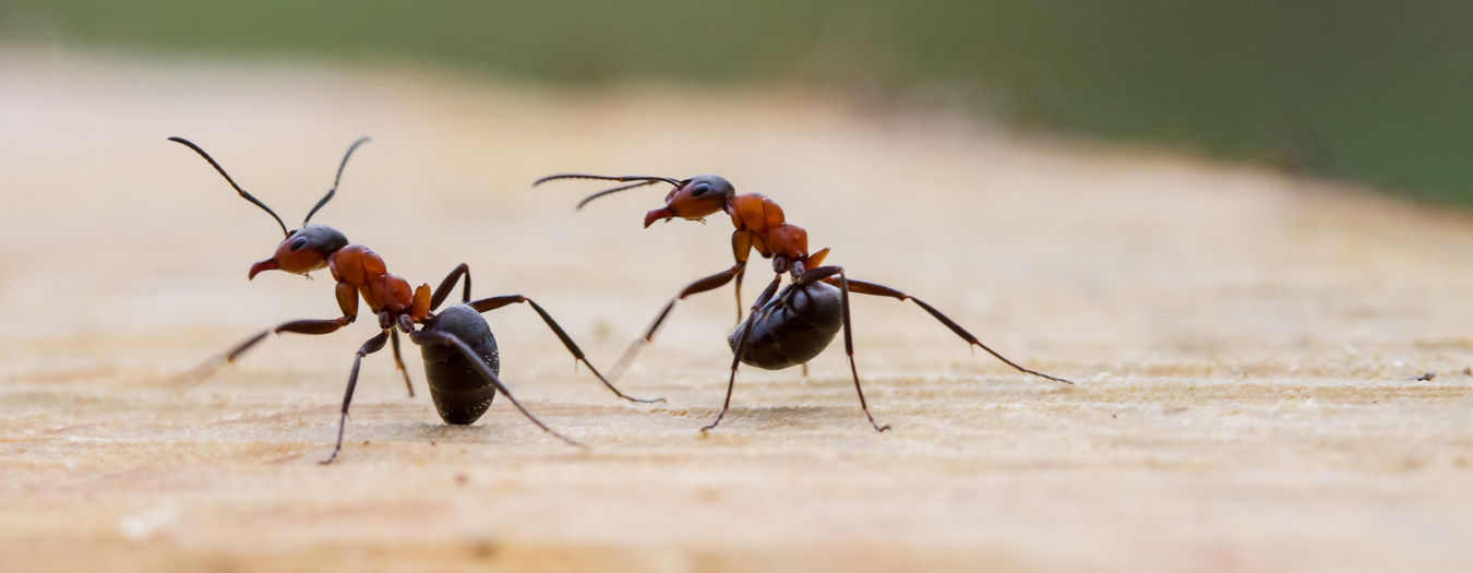 شركة رش مبيدات بالمدينة المنورة