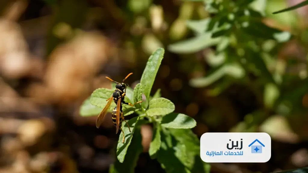 شركة رش مبيدات بالاحساء - 0502006070