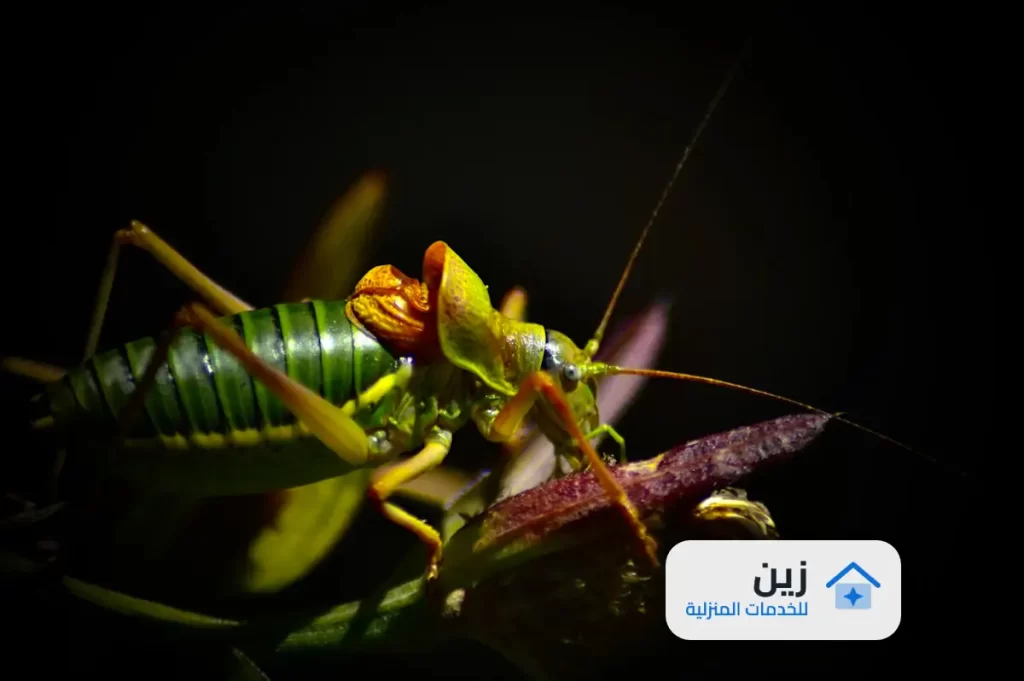 شركة رش مبيدات بالخبر - 0502006070