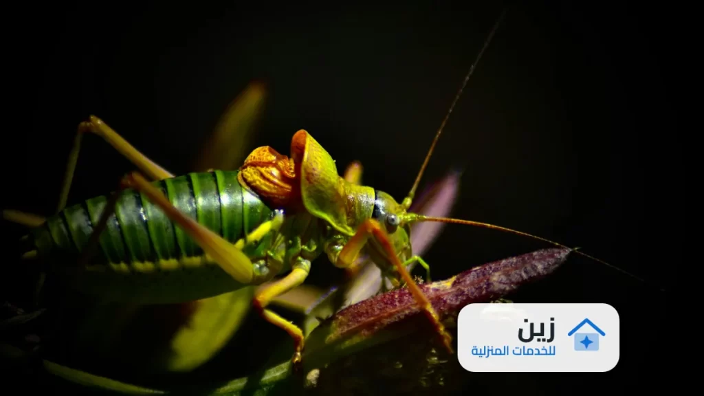 شركة رش مبيدات بالخبر - 0502006070