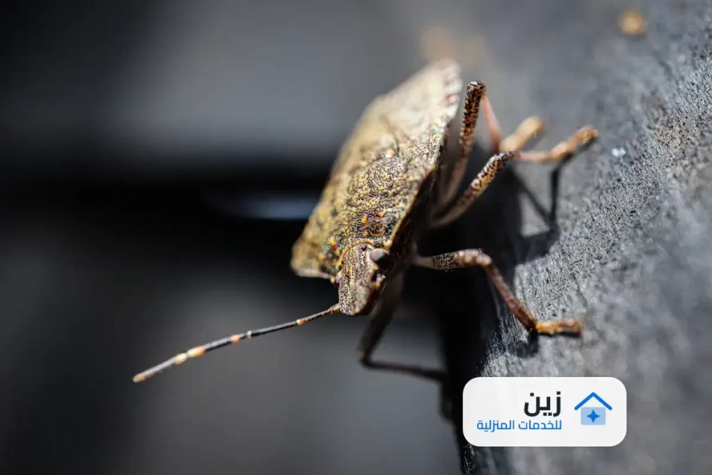 شركة رش مبيدات بالقطيف - 0502006070