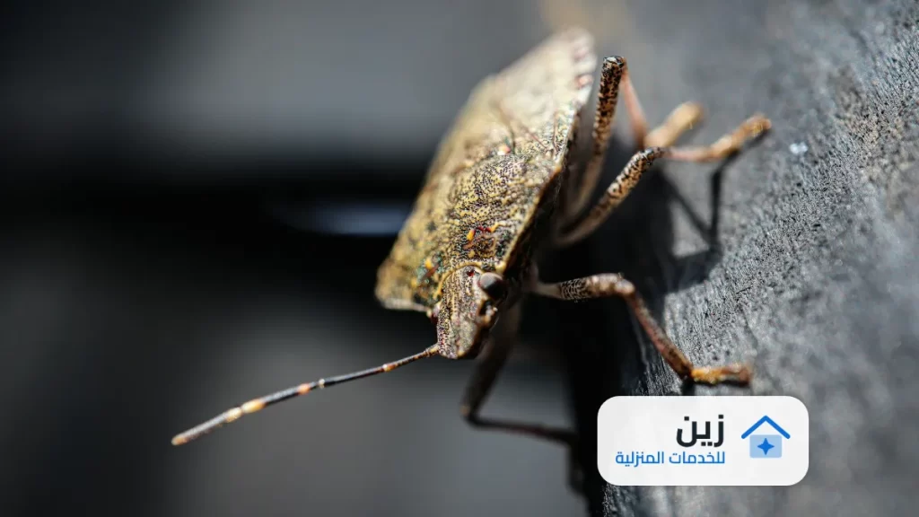 شركة رش مبيدات بالقطيف - 0502006070