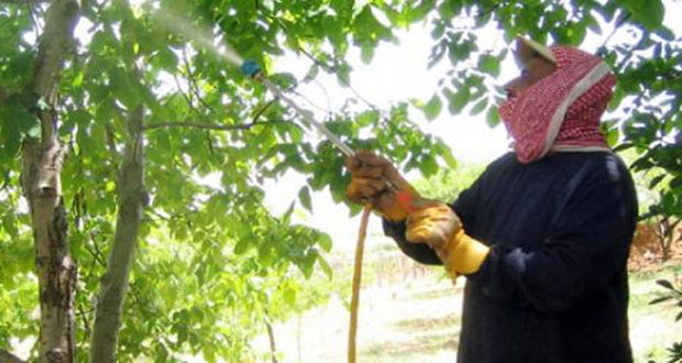 شركة رش مبيدات بالخبر