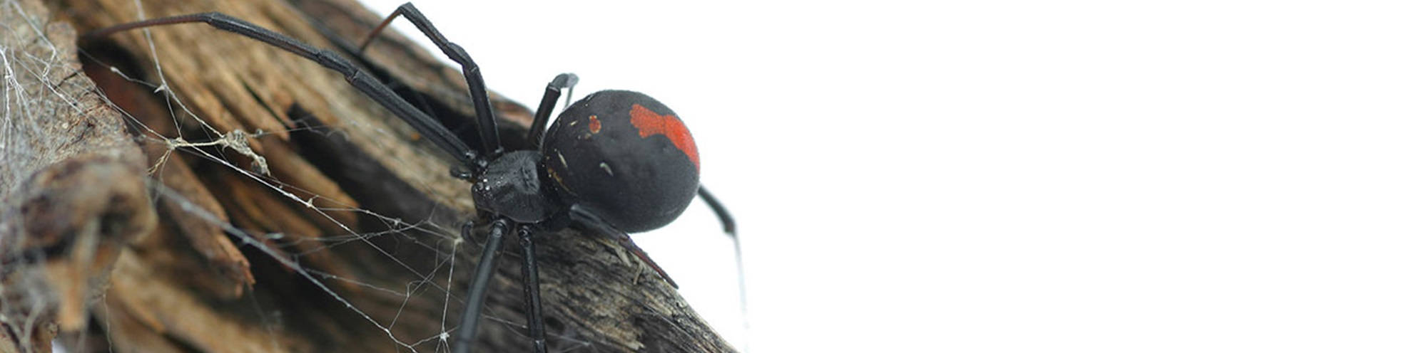 شركة رش مبيدات بالقصيم