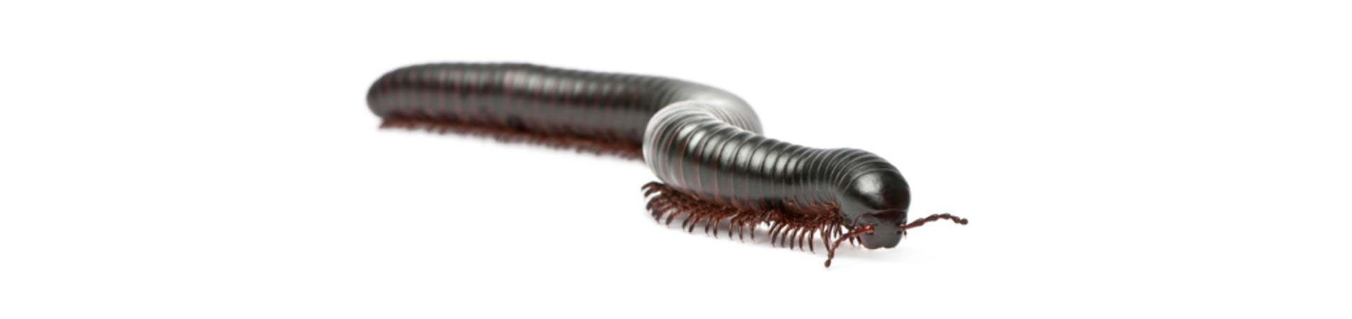 شركة رش مبيدات بعنيزة