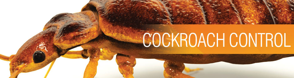 شركة مكافحة حشرات ببريدة