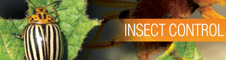 شركة مكافحه حشرات بعنيزه