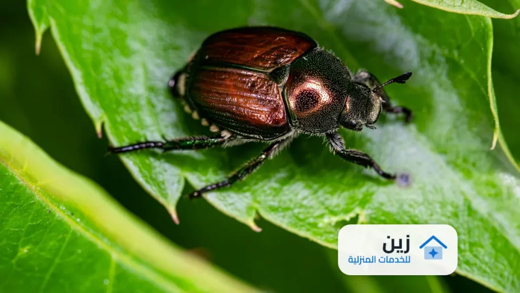 شركه رش مبيدات بحائل 0502006070