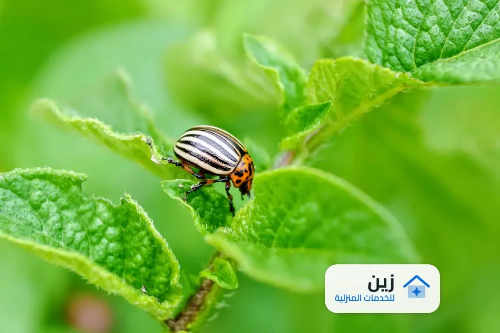 شركة رش مبيدات بالخرج 0502006070