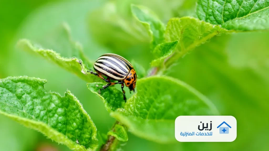 شركة رش مبيدات بالخرج 0502006070