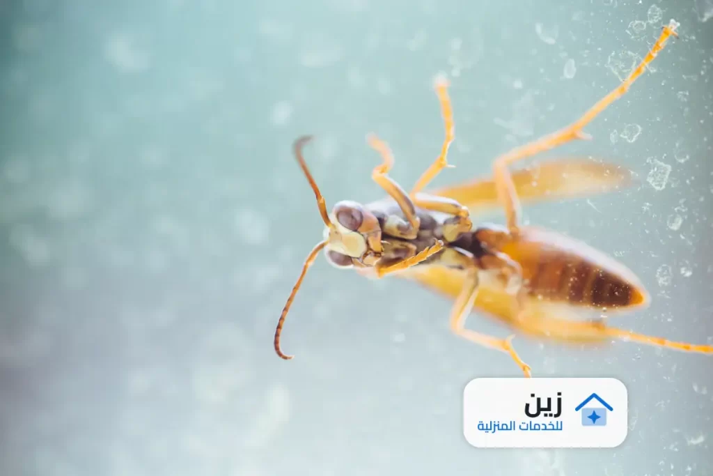 شركة مكافحة البرص بالرياض 0502006070 شركة زين
