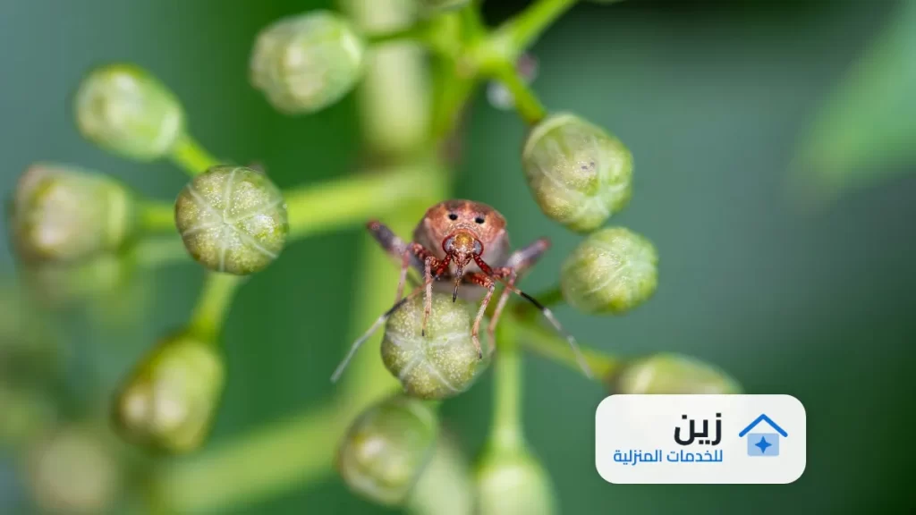 شركة مكافحه حشرات بحائل 0502006070