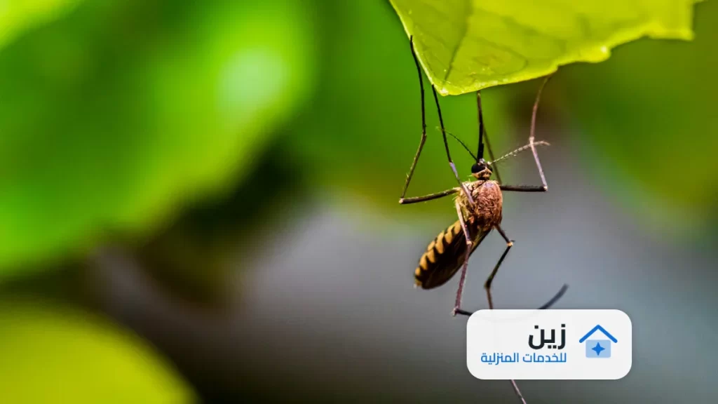 شركة مكافحة حشرات بالخبر 0502006070