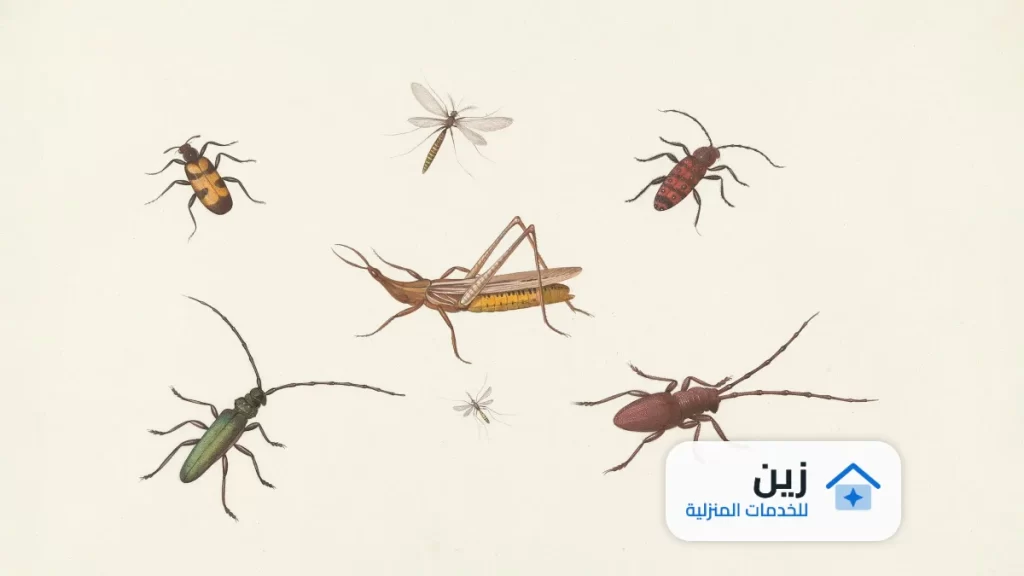 شركة مكافحة حشرات بالزلفى 0502006070