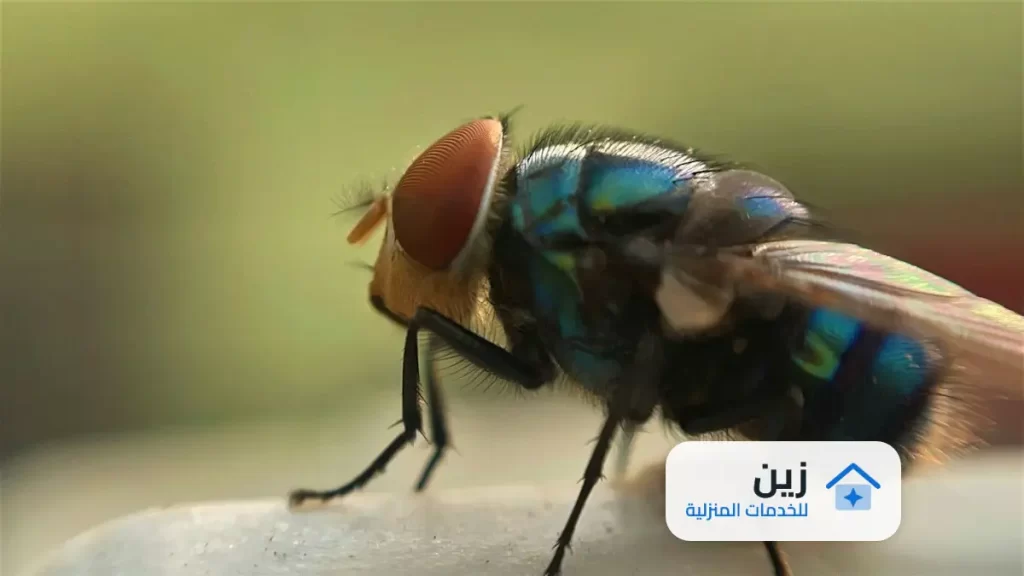 شركة مكافحه الذباب بالرياض