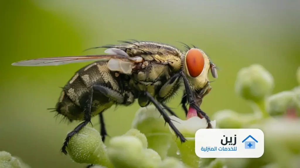 شركة مكافحه الذباب بالرياض
