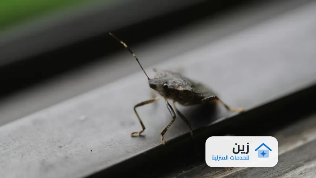 شركة رش مبيدات بالمدينة المنورة 0502006070