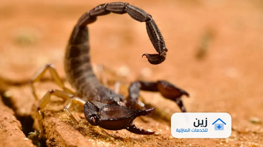 شركة مكافحه عقارب بالرياض 0502006070