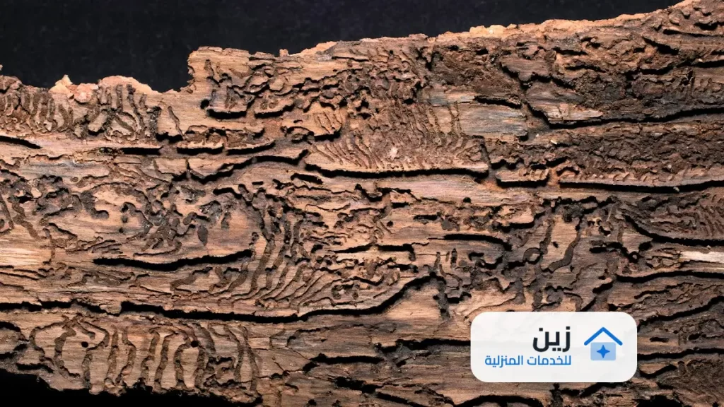 شركة مكافحة النمل الابيض بالرياض