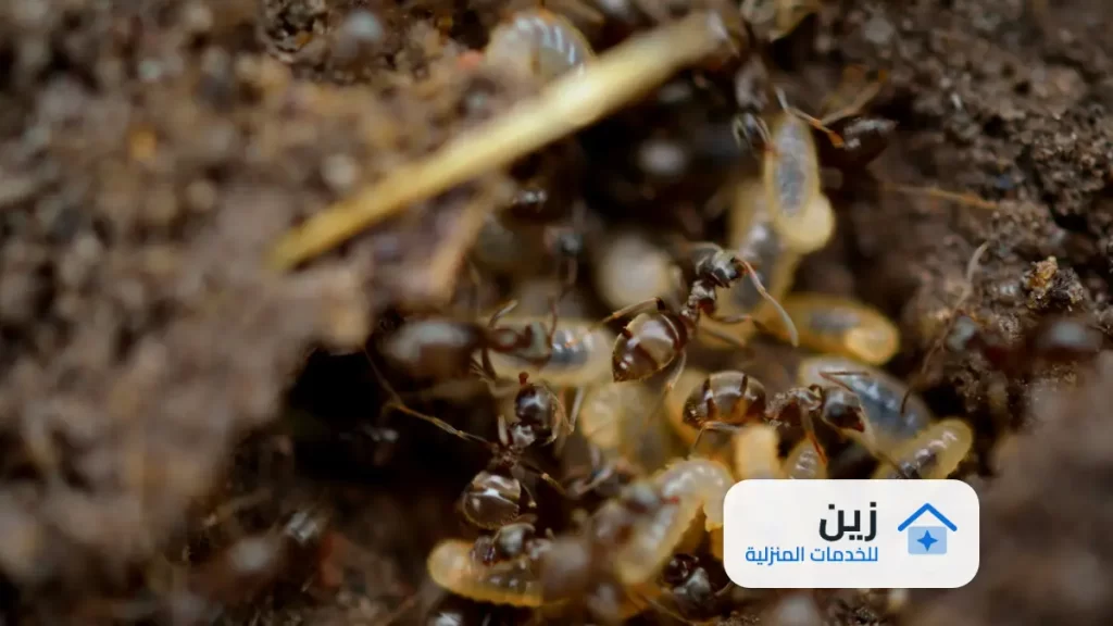شركة مكافحة حشرات بابها