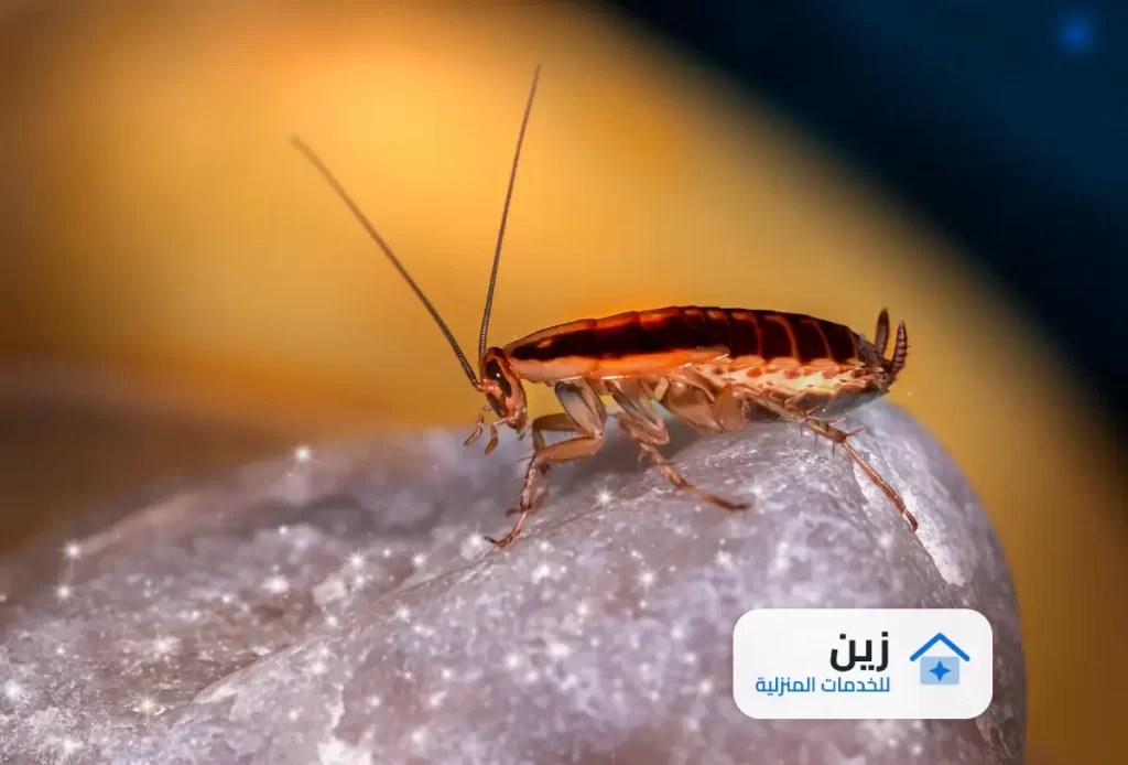 شركة مكافحة الصراصير بالرياض 0502006070