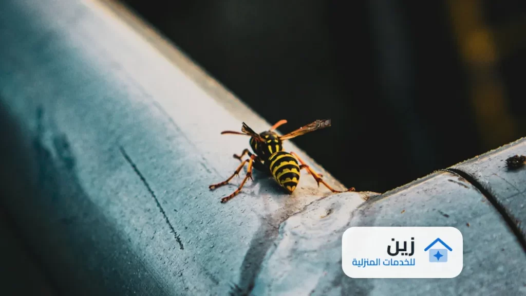 شركة مكافحة حشرات بابها 0502006070