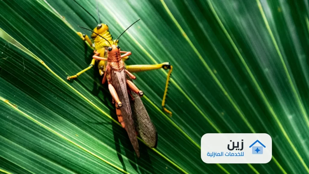 شركة مكافحة حشرات بالدمام والخبر | 0502006070
