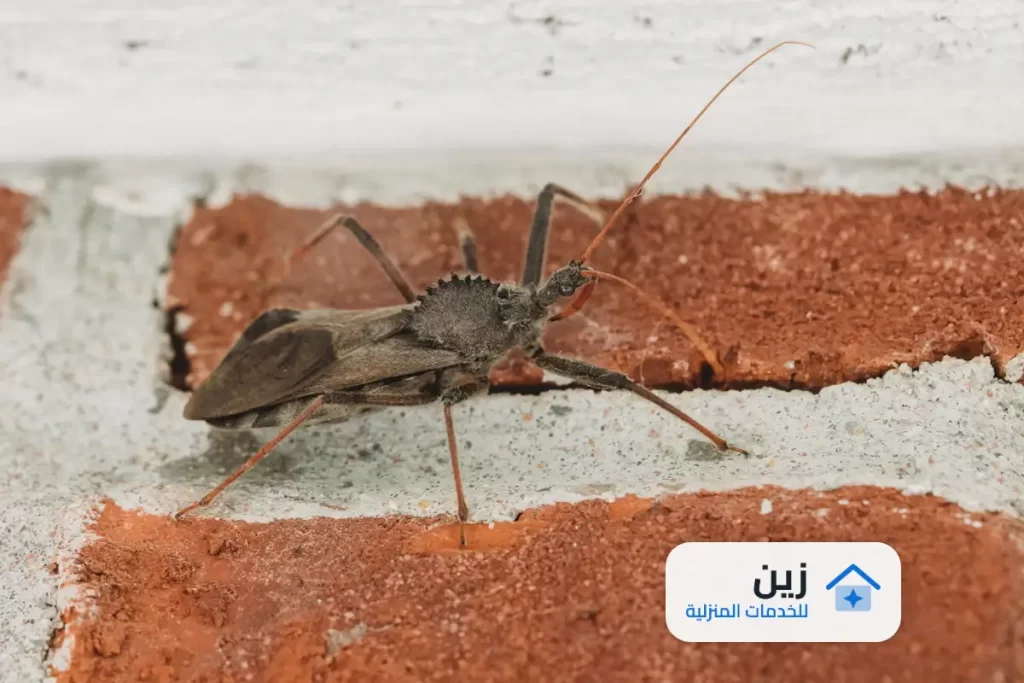 شركة رش مبيدات بالدوادمي 0502006070