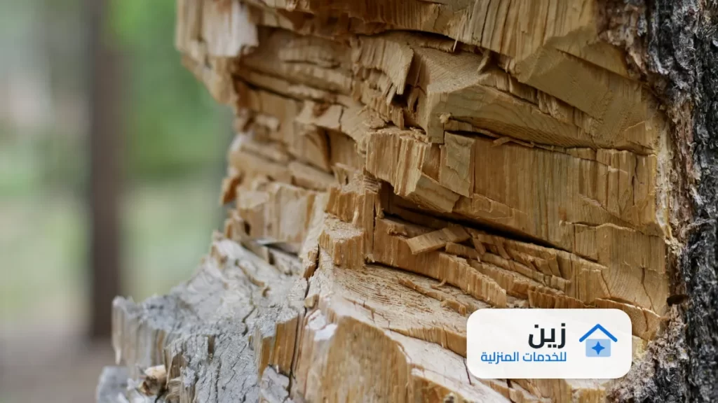 شركة مكافحة النمل الابيض بالرياض | 0502006070