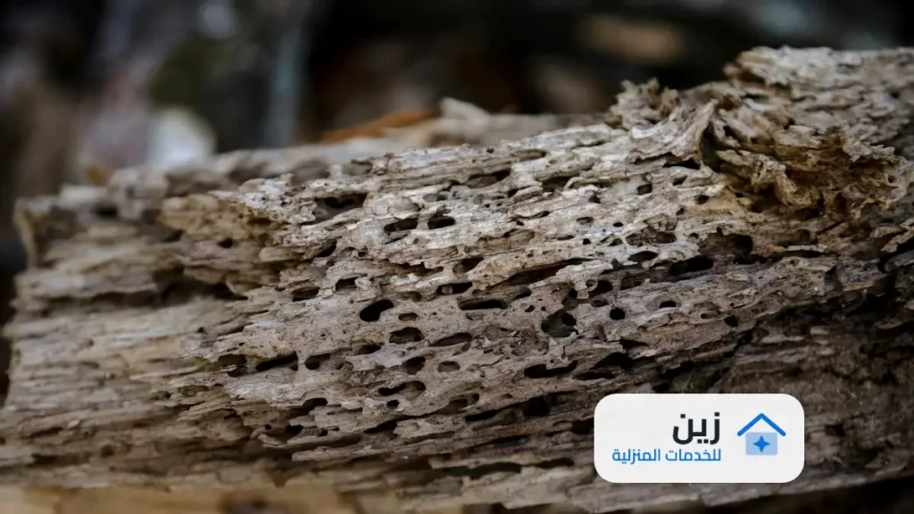 شركة رش الدفان بمكة