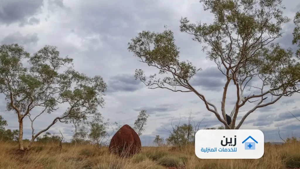 شركة رش الدفان بجدة