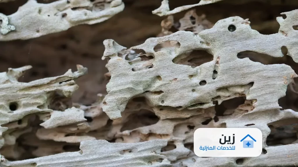 شركة رش الدفان بالمدينة المنورة