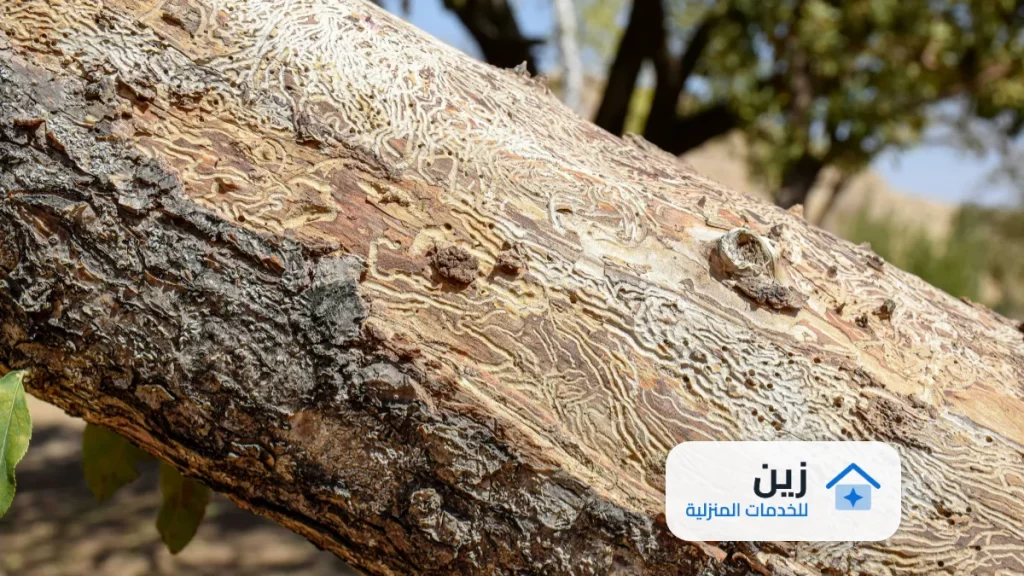 شركة رش مبيدات بحى الريان