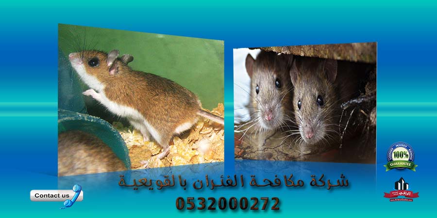 شركة مكافحة الفئران بالقويعية