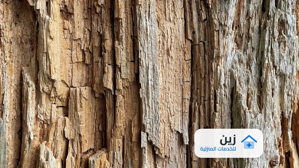 شركة رش مبيدات بملهم