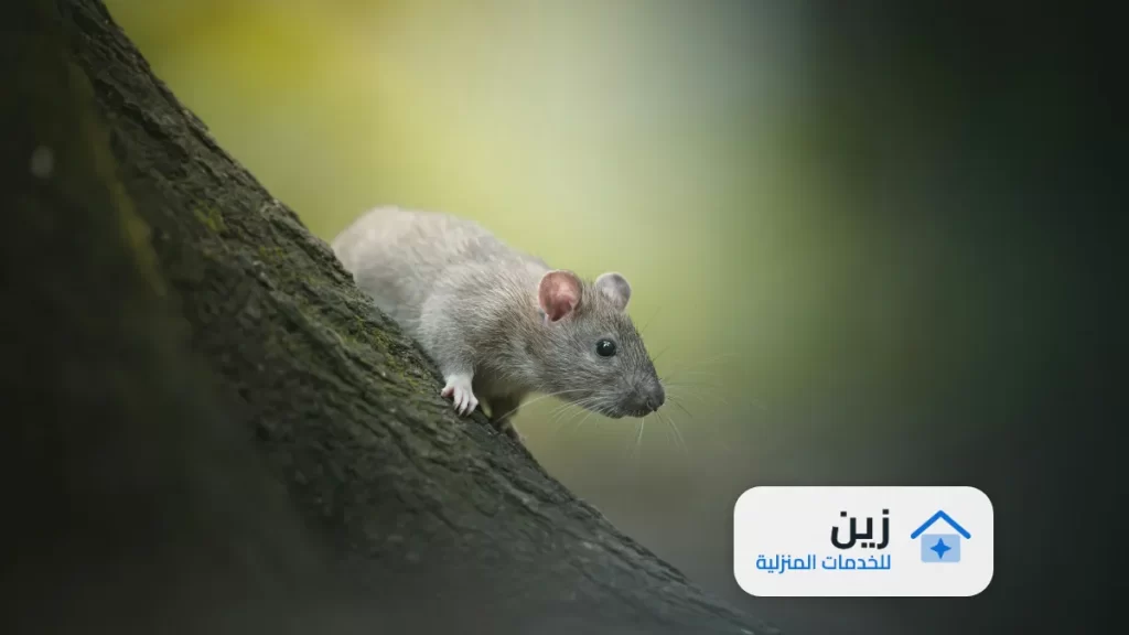 شركة مكافحة الفئران بالقويعية