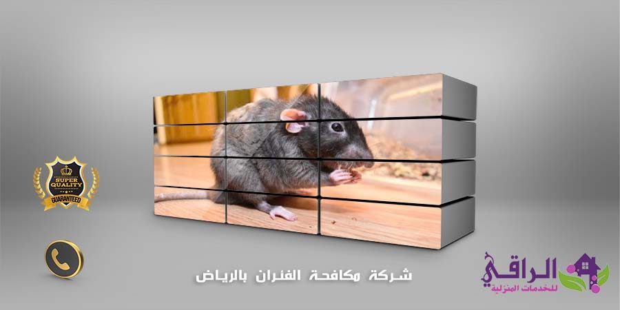 شركة مكافحة الفئران بالرياض