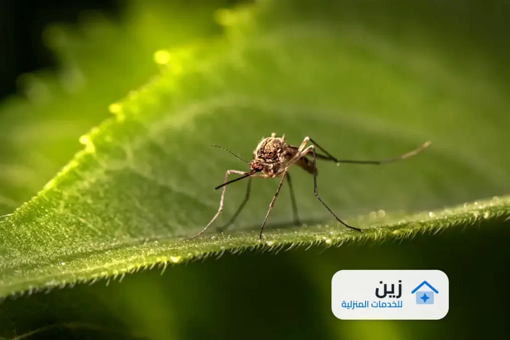 شركة رش مبيدات بالرياض