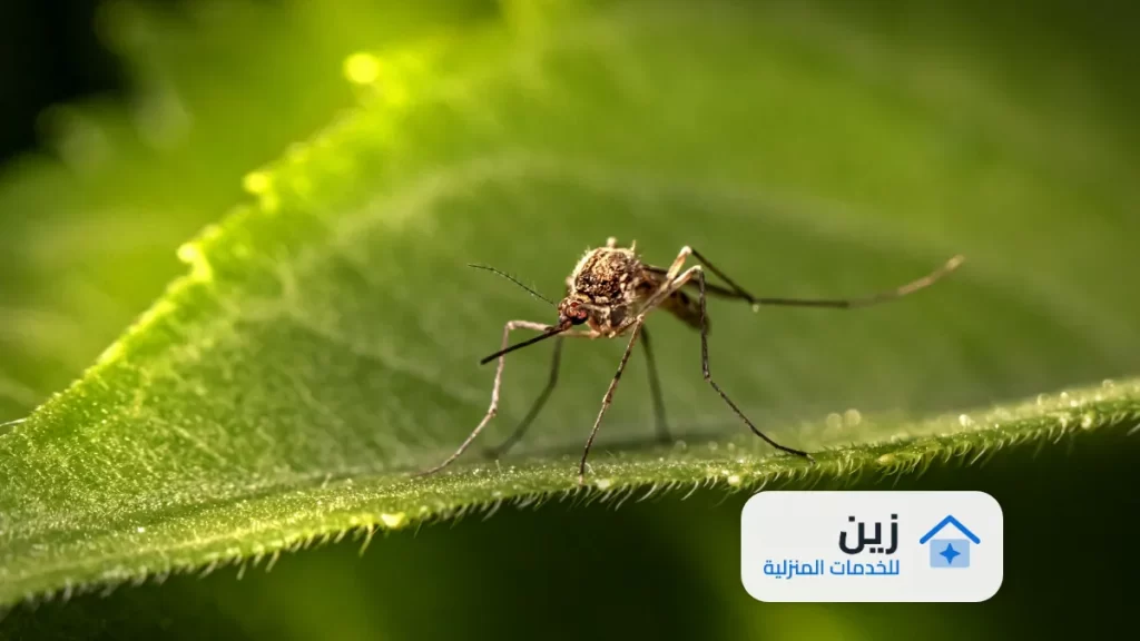 شركة رش مبيدات بالرياض