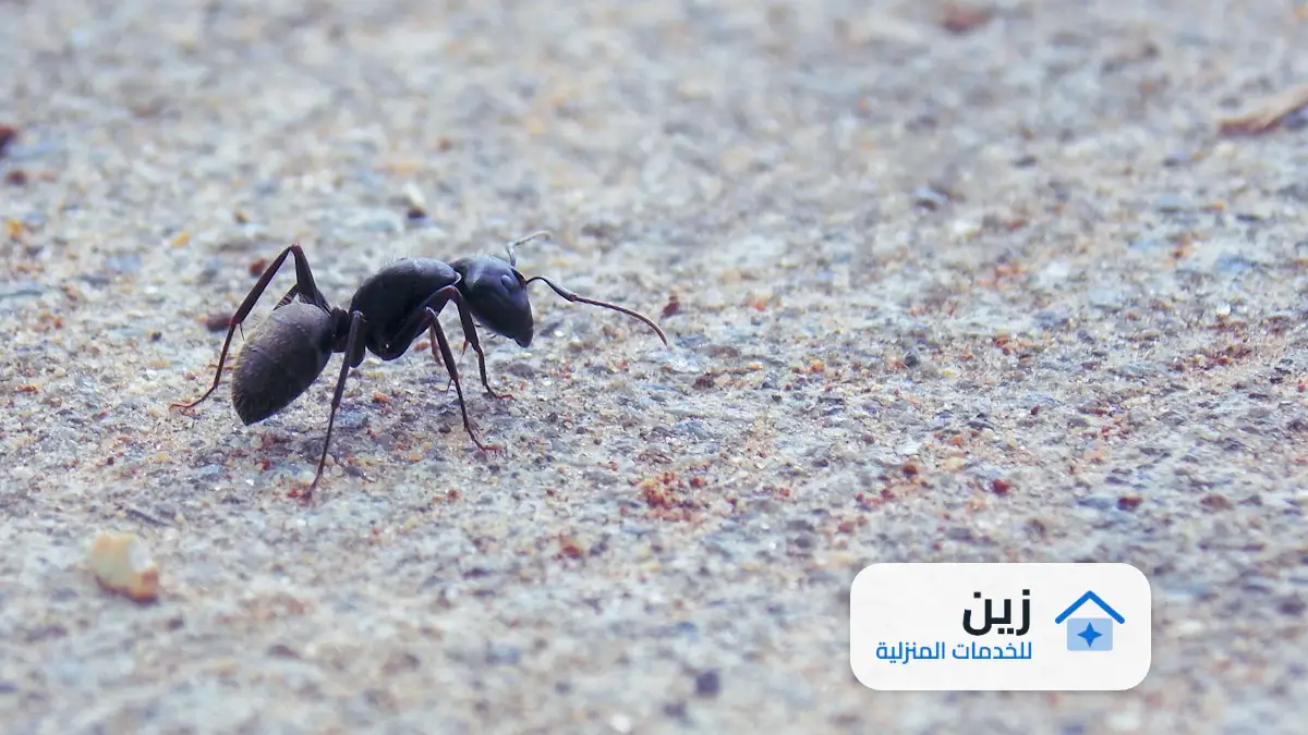 شركة مكافحة حشرات بالرياض