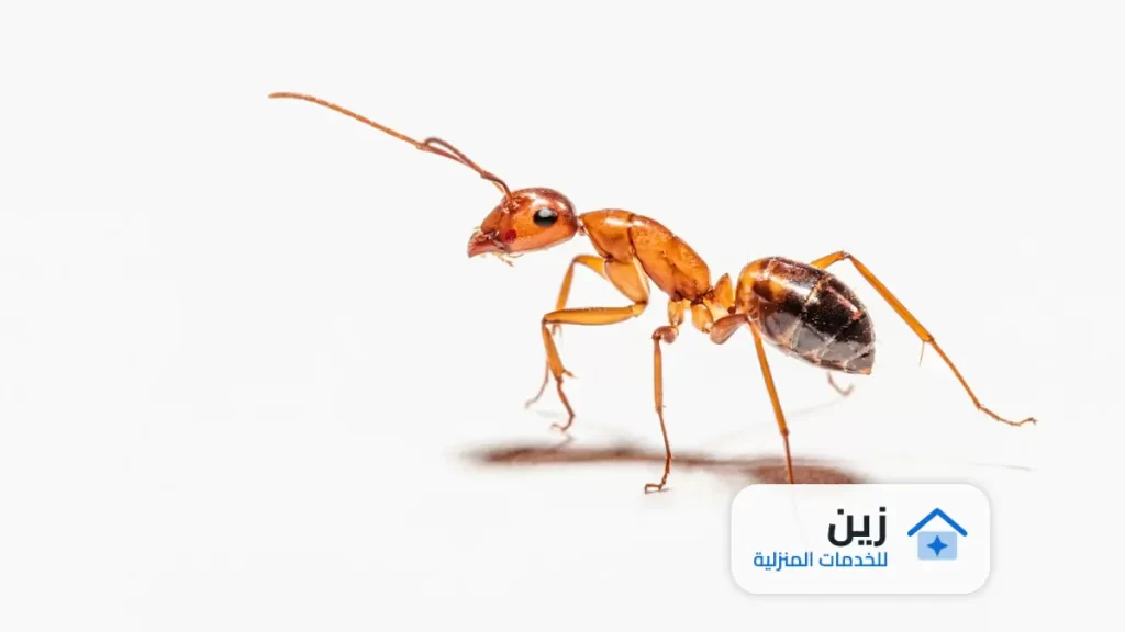 شركة رش مبيدات بمكة