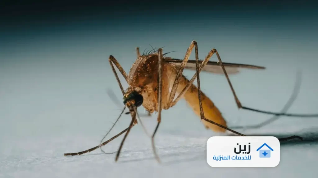 شركة رش مبيدات بالرياض
