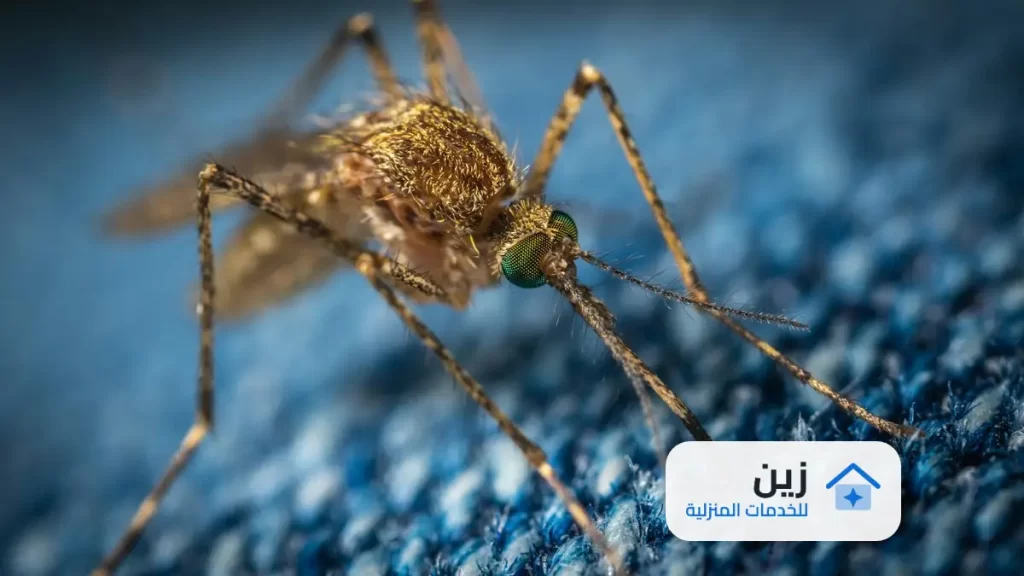 شركة مكافحة حشرات بالرياض