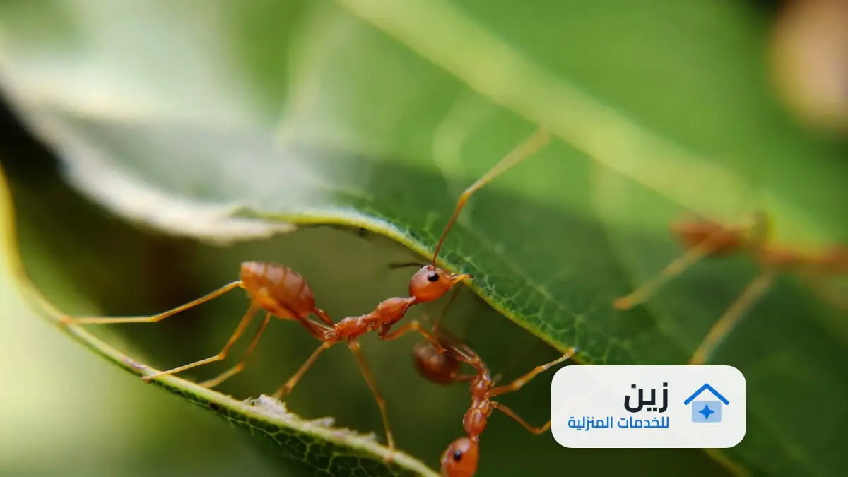 شركة رش مبيدات بالرياض