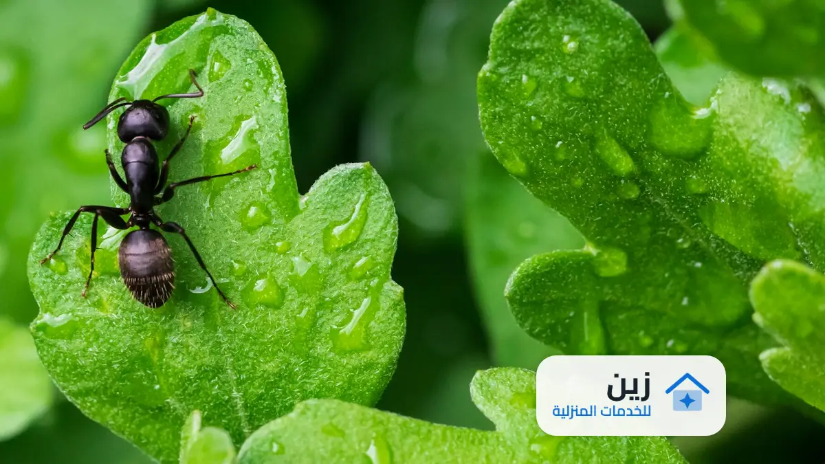 شركه رش مبيدات المجمعة