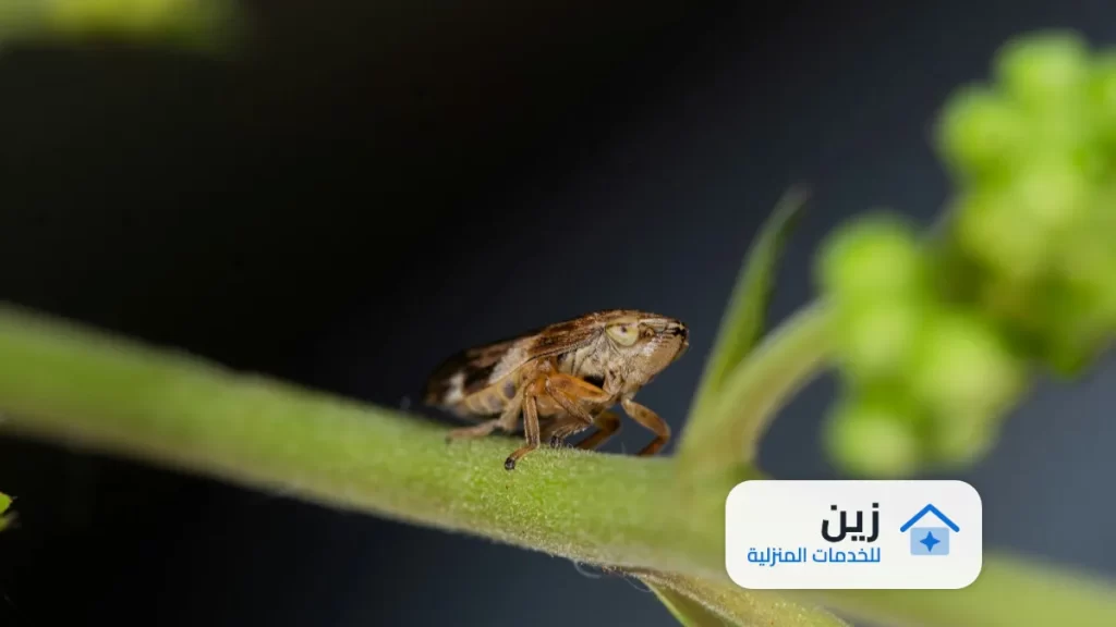 شركة مكافحه حشرات بالرس