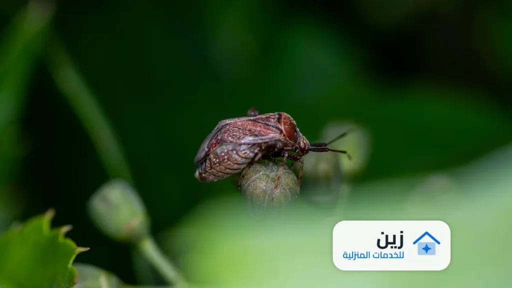 شركة رش مبيدات بالرس