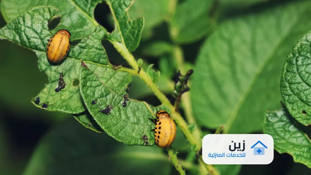 شركة رش مبيدات بتبوك