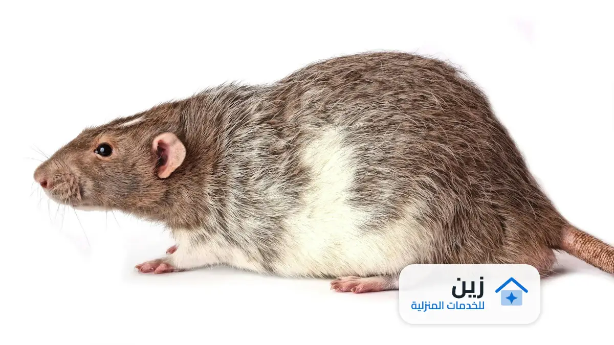 شركة مكافحة الفئران بالرياض