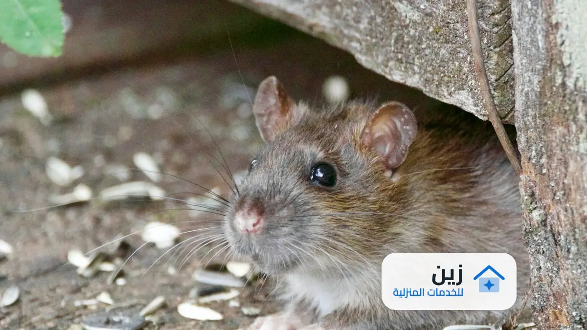 شركة مكافحة الفئران غرب الرياض